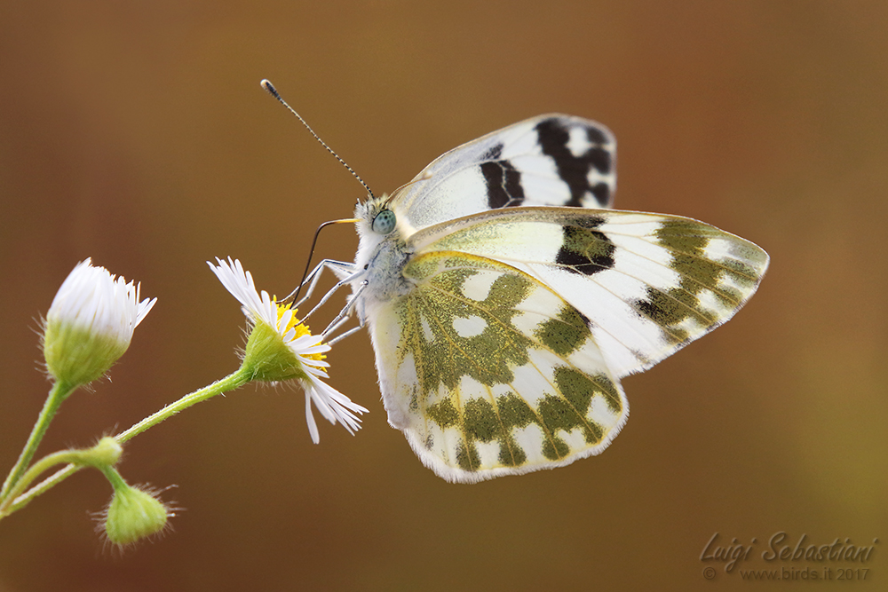 Pontia edusa